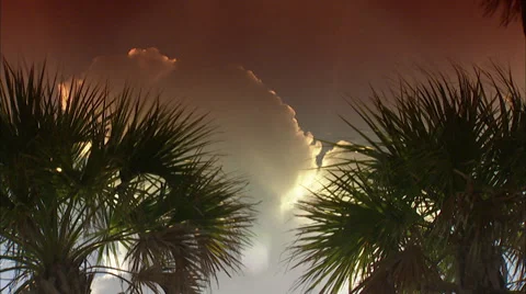 Palms Stock Footage 32422693