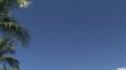 Palms Stock Footage 32422753
