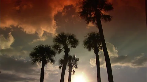 Palms Stock Footage 32422766