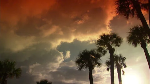 Palms Stock Footage 32422797