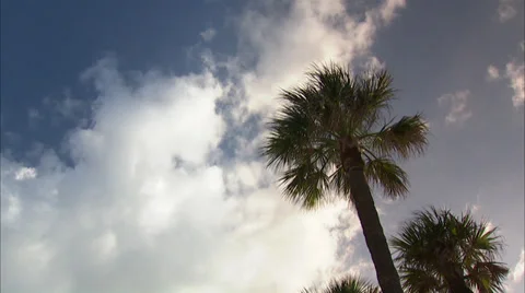 Palms Stock Footage 32422929