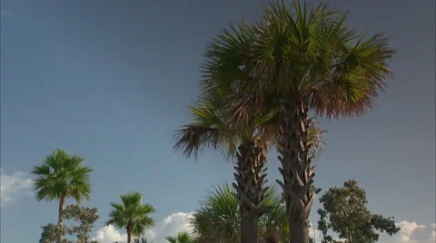Palms Stock Footage 32422932