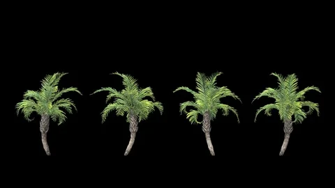 Palms Stock Footage 75956734