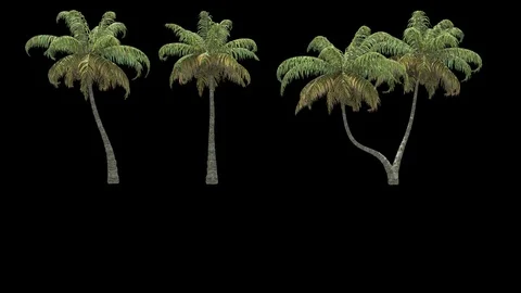 Palms Stock Footage 75956762