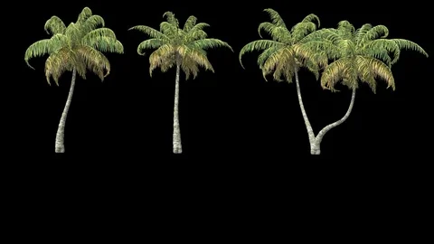 Palms Stock Footage 75956793