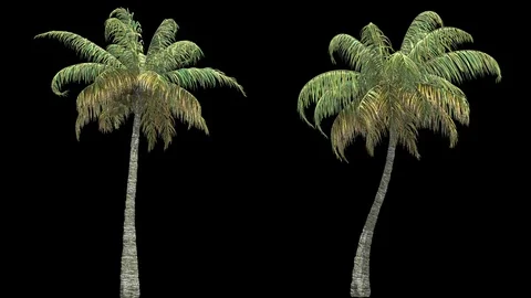 Palms Stockbeeldmateriaal 75956859