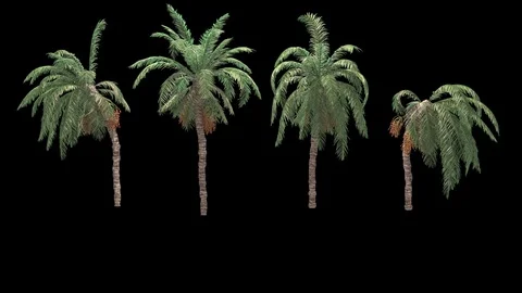 Palms Stock Footage 75956864