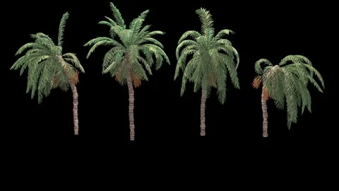 Palms Stock Footage 75956865