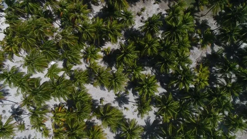 Palms Stock Footage 101691128