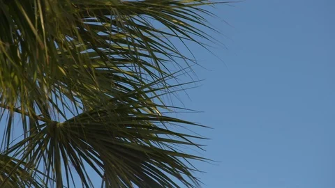 Palms Stock Footage 102222160