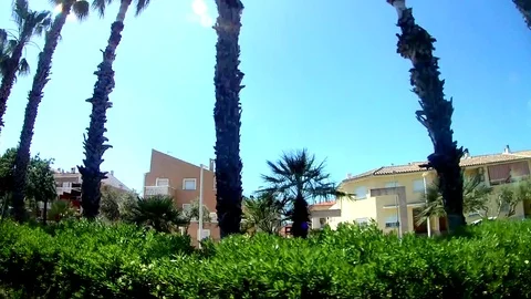 Palms Stock Footage 107443455