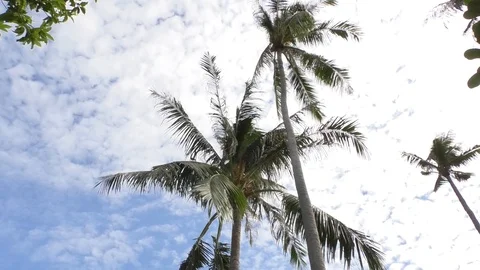 Palms Stock Footage 112384672