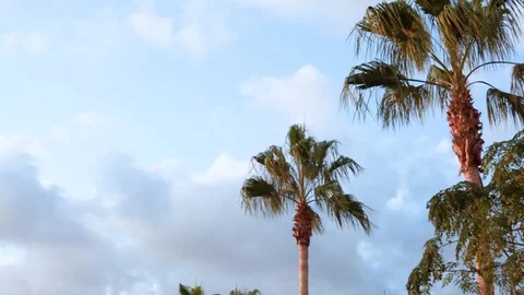 Palms Stock Footage 125877477