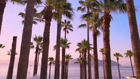 Palms Stock Footage 157726595