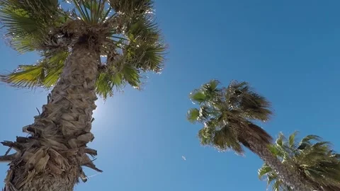 Palms Stock-Footage 181405054