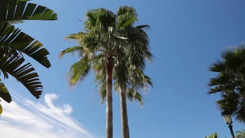 Palms Vidéo 255608639