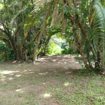 Palms in forest Stock Photos