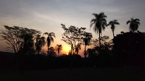 Palms in front of a beautiful colored sunset in Paraguay South America Stock Footage 117115561