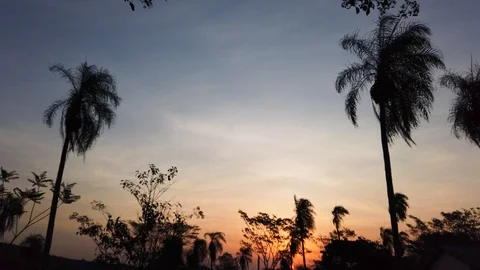 Palms in front of a beautiful colored sunset in Paraguay South America Stock Footage 117115758