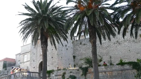 Palms in Front Old Stone Walls and Stairs Stock Footage 53869108