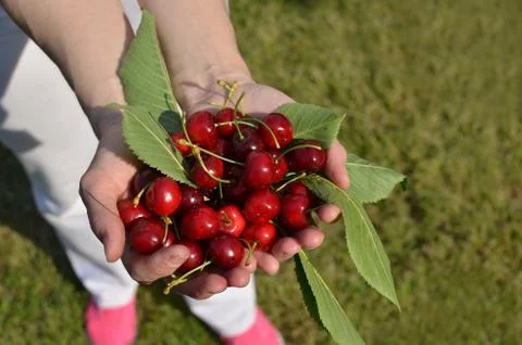 Palms Full of Cherries Stock Photos