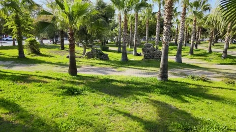 Palms Garden Stock Footage 187674255