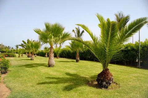 Palms in garden Foto stock