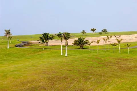 Palms on golf course Stock Photos