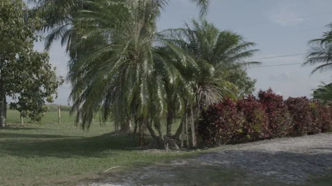 Palms, Grass, Trees And Sky - Dolly Shot Stock Footage 322024694