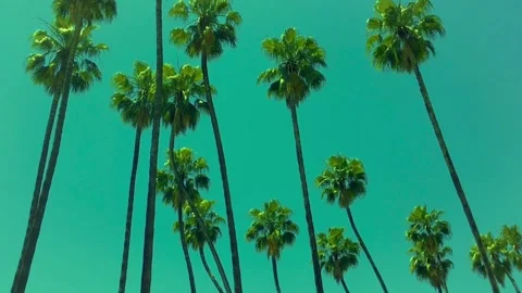 Palms with green background Stock Footage 160437557