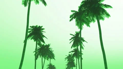 Palms green Stock Footage 142590462