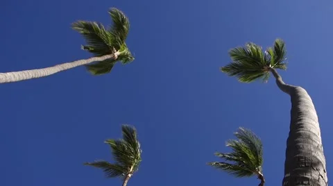 Palms - group of four in the wind Stock Footage 46235202