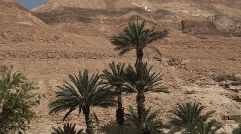 Palms growing in mountains Stock Footage 39715739