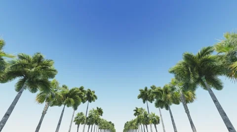 Palms HD Animation Stock Footage 50541831