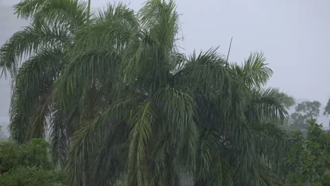 PALMS IN HEAVY RAIN 스톡 동영상 250358972