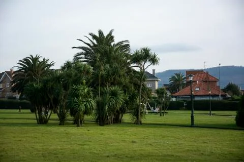 Palms an house Stock Photos