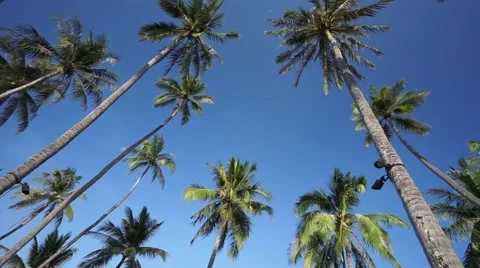 Palms on the island Stock Footage 60783987