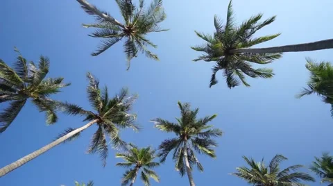 Palms on the island Stock Footage 60783996