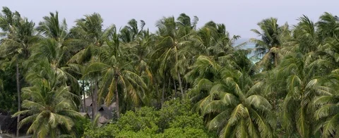 Palms. Island in the Indian Ocean Stock Footage 101232974