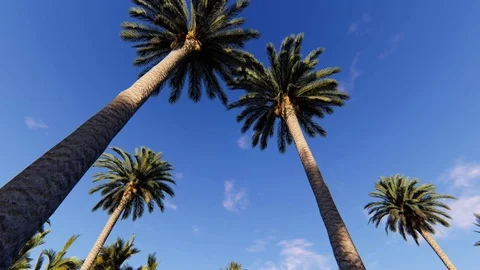 Palms Land Stock Footage 86484033