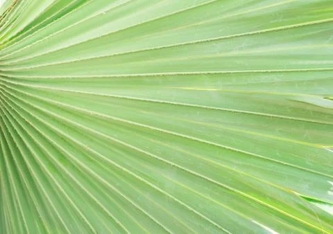 Palms leaf background Stock Photos