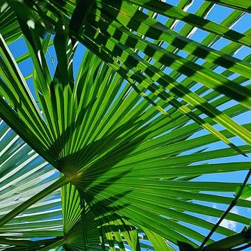 Palms leaves Stock Photos