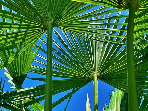 Palms leaves Stock Photos