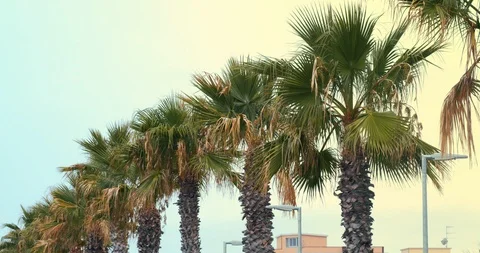 Palms in line during sunset Stock Footage 116960358