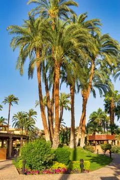 Palms in Luxor Stock-Fotos