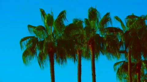 Palms medium Vídeos de archivo 126108