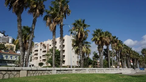 Palms movement with palaces background and green lawn Stock Footage 96213675