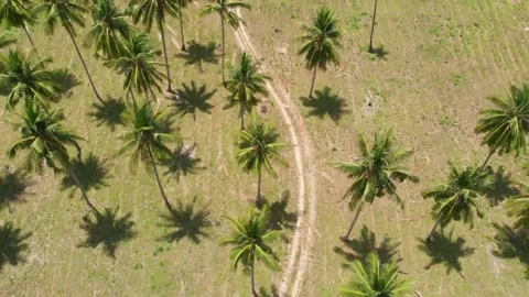Palms in the nature of Koh Samui Видео 151049351