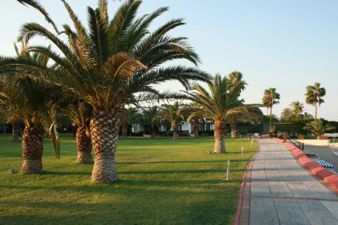 Palms in a nice garden Foto stock