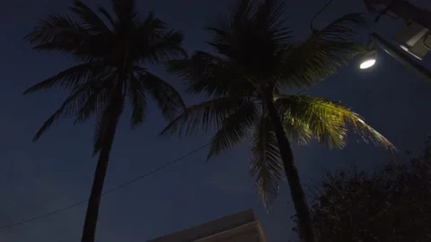 Palms at Night Video stock 187305988